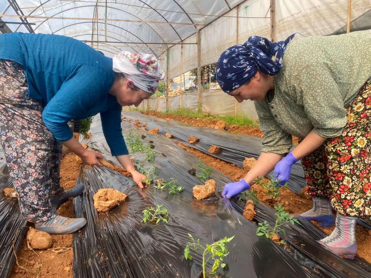 Köyceğiz’de Sel Felaketi Seraları Vurdu: Üretici Zorlandı, Fiyatlar Artışta 8